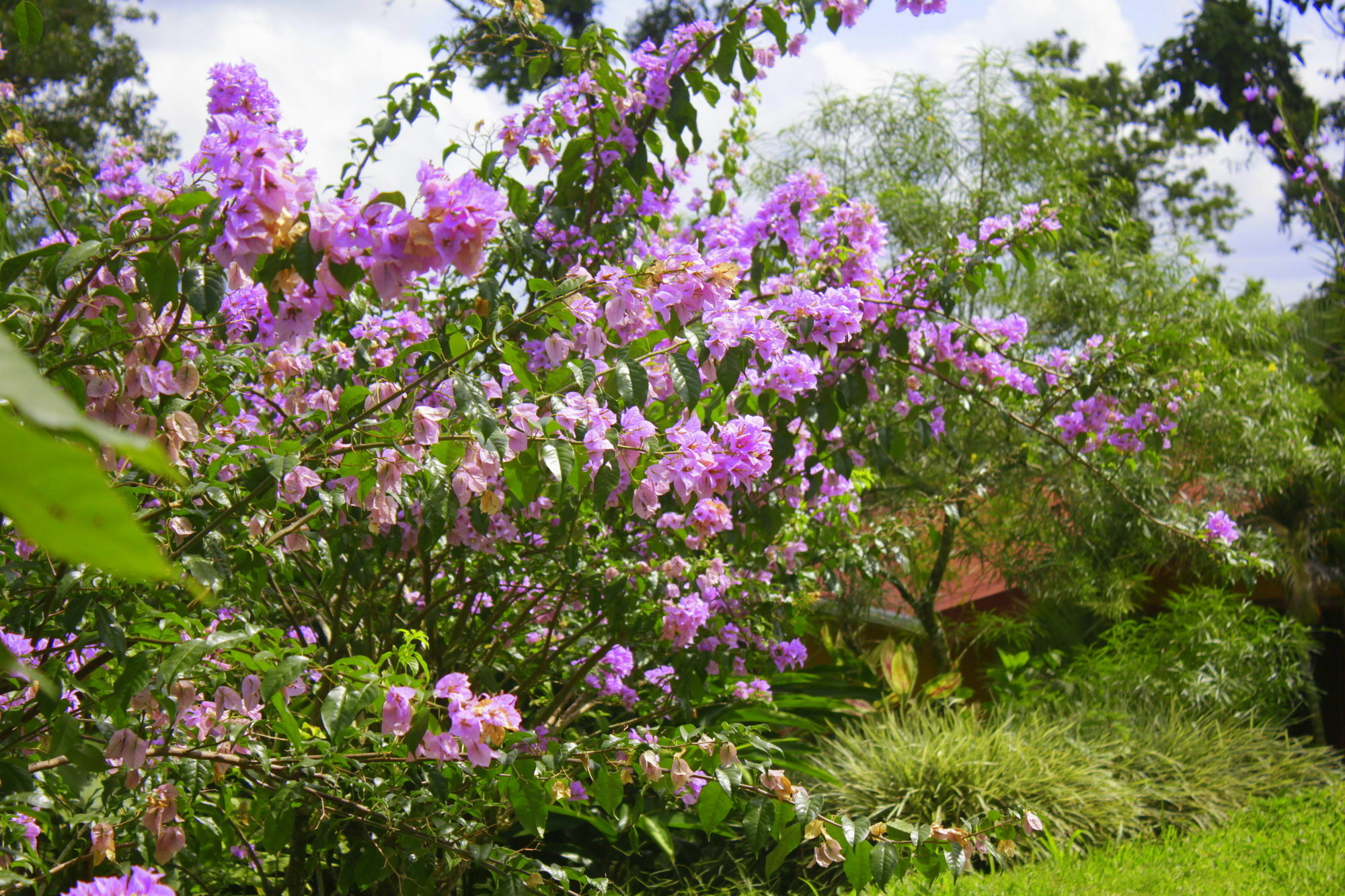 Loma Real Hot Springs Bed & Breakfast La Fortuna Εξωτερικό φωτογραφία